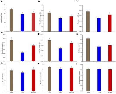 Potassium indole-3-butyric acid affects rice’s adaptability to salt stress by regulating carbon metabolism, transcription factor genes expression, and biosynthesis of secondary metabolites